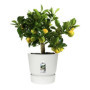 ELHO Pot de fleurs rond Greenville 25 - Extérieur - Ø 24.48 x H 23.31 cm 47,99 €