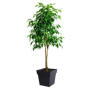 EDA Pot de fleur carré Toscane - 39 x 39 x H 39 cm - 38 L - Gris anthrac 93,99 €