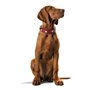 Collier pour Chien Hunter Swiss Rouge/Noir 35-43 cm