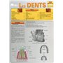 LES DENTS