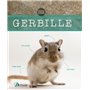 Gerbille