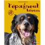 L'épagneul breton