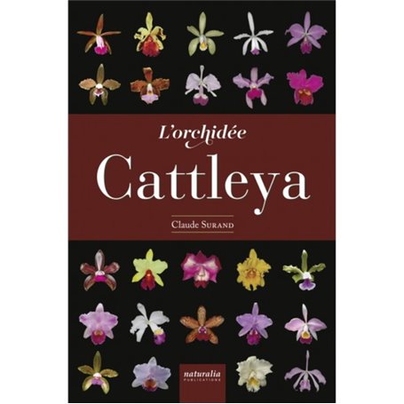 L'orchidée Cattleya