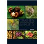 Graines et fruits