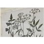 Cadre Home ESPRIT Shabby Chic Plantes botaniques 40 x 1,5 x 50 cm (6 Unités)