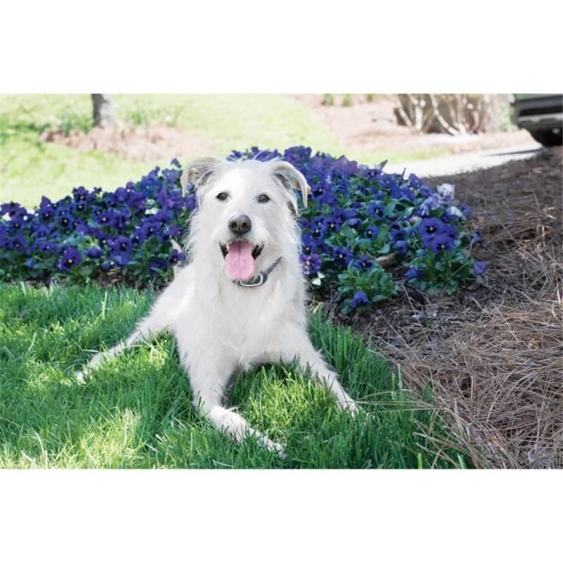 Image secondaire de Systeme de Dressage Léger pour Chien PETSAFE 600m - Stimulation Douce, Rechargeable, Étanche