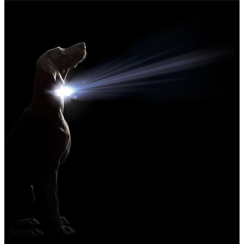 Image secondaire de Collier pour Chien Dog Gone Smart Violet 12 Lumière