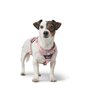 Harnais pour Chien Hunter DIVO UP Rose S/M