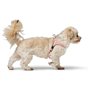 Harnais pour Chien Hunter SOHO MINI Rose XS