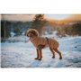 Vêtements pour animaux de compagnie Hunter PAXSON Marron Polyester