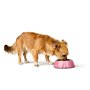 Mangeoire pour chiens Hunter Chester Rose 350 ml