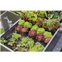 Gardena Start Set for Raised Beds/Beds (35 Plants)