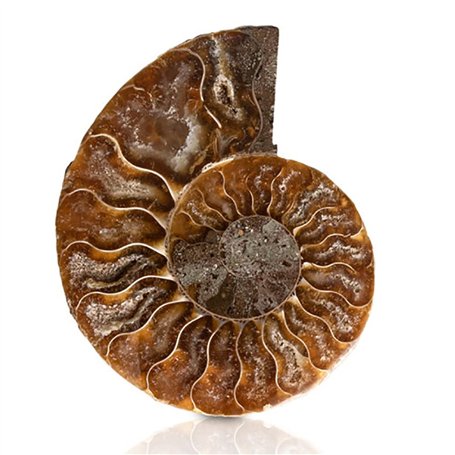 ANCLLO Spécimen d'ammonite fossile d'escargot