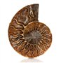 ANCLLO Spécimen d'ammonite fossile d'escargot
