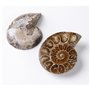 ANCLLO Spécimen d'ammonite fossile d'escargot, spécimen d'ammonite, pierres naturelles et minéraux avec histoire ancienne, style