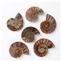 ANCLLO Spécimen d'ammonite fossile d'escargot, spécimen d'ammonite, pierres naturelles et minéraux avec histoire ancienne, style