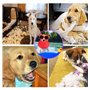 WENYIEN 3 Pièces Frisbees pour Chien,Pet Soucoupe Volante,Disque Volant en Caoutchouc, Jouet interactif en Plein air,7 Pouces /