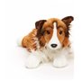 Uni-Toys Collie à Poils Longs