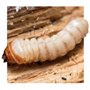 SoluGuard Traitement Larves, Vers à Bois et Termites - 500 ml - Spray contre les Insectes Xylophages détruisant le Bois - Prêt à