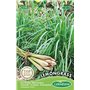 Lemongrass Seeds