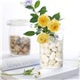 Aleker Galets blancs de 1 kg pour pots de fleurs, pierres polies décoratives naturelles de 2 à 3 cm, pierres de rivière pour jar