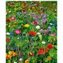 Lot de 100 graines de Fleurs sauvages en mélange - annuelles et vivaces