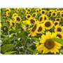Lot de 20 graines de tournesol (Helianthus annus) bio non-OGM pour la maison Jardin Sunny Sun Flower Seeds Open Pollinated Seeds