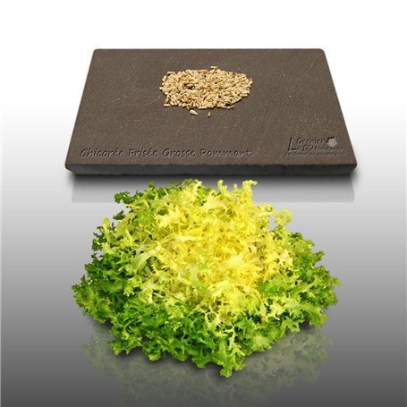 250 graines à semer - Le Grenier d'Abondance - CHICOREE FRISEE Grosse Pommant Seule - Cichorium