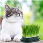 Kit de Culture d'herbe pour Chat Pot de Germination Hydroponique Plateau de Ja