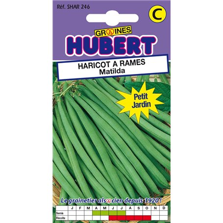 35 Graines de Haricot à rames Matilda - Format Petit Jardin
