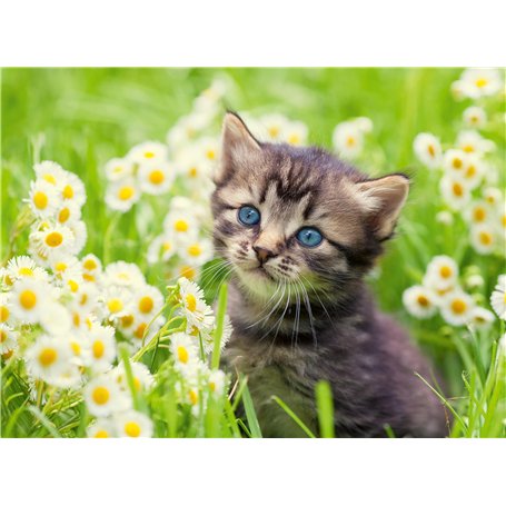 Ravensburger - Puzzle Adulte - Puzzle 500 pièces - Chaton dans la Prairie - Adultes et Enfants à partir de 12 Ans - Puzzle de qu