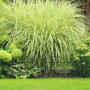 à Planter