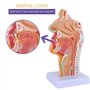 Benefischl Modèle anatomique du pharynx humain pour étudiants, études