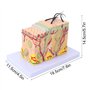 Modèle Anatomique de Peau Agrandi 35X, Modèle D'aide à L'enseignement de la Peau 3D, Modèle D'anatomie de la Structure de la Pea