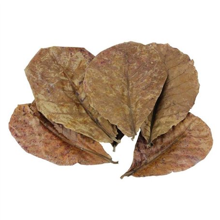 POFET Catappa Lot de 10 feuilles d'amande indiennes de ketapang