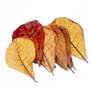 POFET Catappa Lot de 10 feuilles d'amande indiennes de ketapang, de crevettes, de poissons, de soins d'aquarium, pH inférieur po