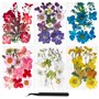 Cadeau Anniversaire Maman Fleurs Pressées Séchées Fleurs séchées Naturelles Fleurs Sechees à Ongles Multicolores pour resine epo