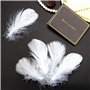 Plumes Blanches