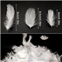 Plumes Loisirs Creatifs