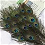 plumes de paon pour travaux manuels