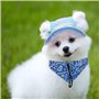 Chapeau pour Chien
