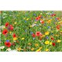 Maelsa® FLEURS ANNUELLES EN MELANGE SAUVAGES - annuelles et vivaces sachet de 2 grammes semences