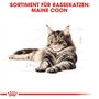 Royal Canin Maine Coon Adult | Pack 3 | 3 x 400 g | Aliments secs pour Chats | Adapté aux Besoins des Chats Maine Coon | pour So