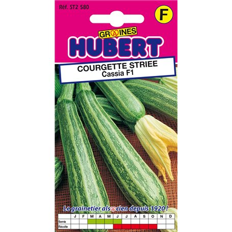 8 Graines de Courgette Striée Cassia F1