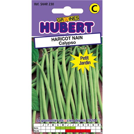 50 Graines de Haricot nain Calypso - Format Petit Jardin
