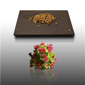 100 graines Aromatiques à semer - Le Grenier d'Abondance - PIMPRENELLE - Sanguisorba minor