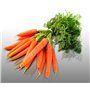 500 graines à semer - Le Grenier d'Abondance - CAROTTE Potagère Touchon - Daucus Carota