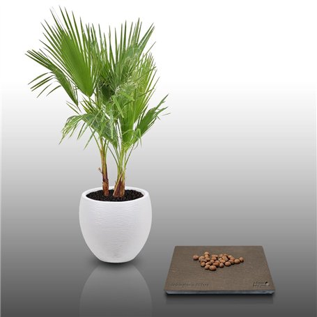 25 graines à semer - Le Grenier d'Abondance - WASHINGTONIA FILIFERA - Palmier résistant