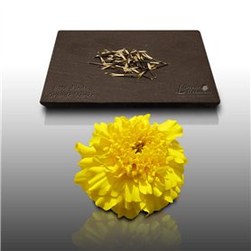 50 Graines Fleurs à semer - Le Grenier d'Abondance - ŒILLET d'Inde ou Rose d'Inde - Tagetes erecta