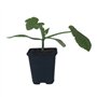 Plant Courgette Astia F1 Premium en Pot